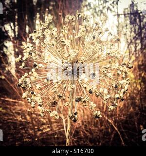 Autumn in Sweden. Withered Allium infructescence. Stock Photo