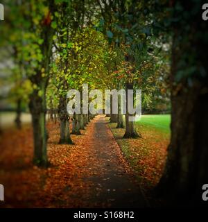Tree lined avenue in Alexandra Park, Epsom, Surrey, UK Stock Photo