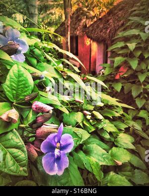 Thunbergia laurifolia, or blue trumpet vine, grows vigorously filling this tropical garden with lush beauty and color. Stock Photo