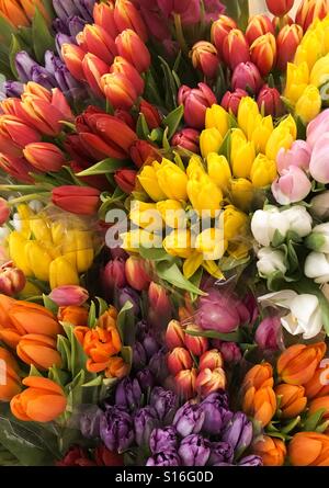 Tulips Stock Photo