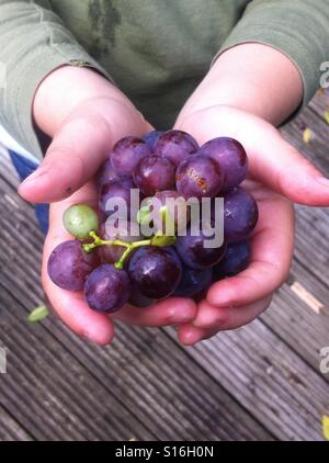 Child's hands holding grapes Stock Photo