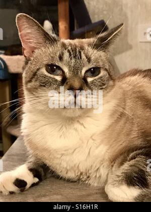 Close-up portrait of Siamese Snowshoe-tabby mix adult cat with pretty blue eyes Stock Photo