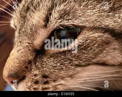Portrait- extreme close-up on face of young adult green-eyed tabby cat. Pupils fully dilated in this photo. Stock Photo