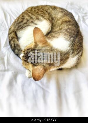 Sleeping cat. Stock Photo