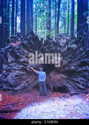 Man standing by the root system of fallen redwood tree Stock Photo