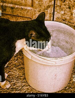 Black and white cat drinking water from bucket Stock Photo