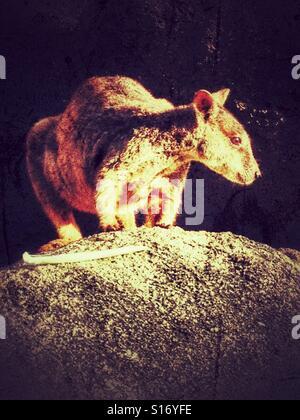 Rock Wallaby, Magnetic Island, Australia Stock Photo