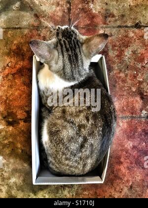 Cat in a box. Stock Photo