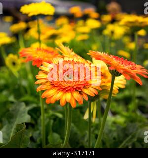 Chrysanthemums Stock Photo