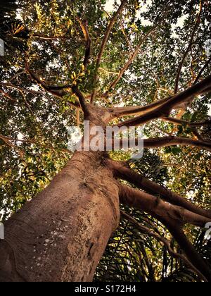 Looking up the trunk and into the canopy of branches and leaves, early morning sunlight begins to infiltrate a giant Higuera Blanca, or White Fig tree, in Nayarit, Mexico. Stock Photo