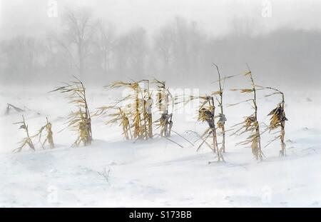 Snow blows and bends corn stalks standing in a snow covered farm field in Indiana Stock Photo