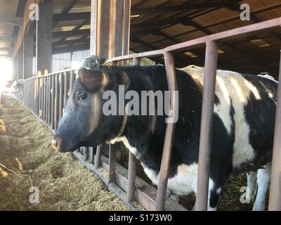 Beef cattle on a farm in the U.K. Stock Photo