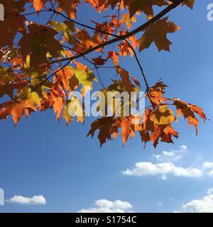 Maple leaves turning gold and red in autumn against blue sky with clouds, New York, USA, October 19, 2016, © Katharine Andriotis Stock Photo