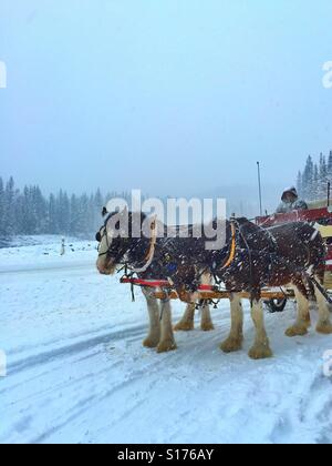 Team of Clydesdale horses and wagon driver on a snowy day Stock Photo