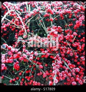 Red berries Stock Photo
