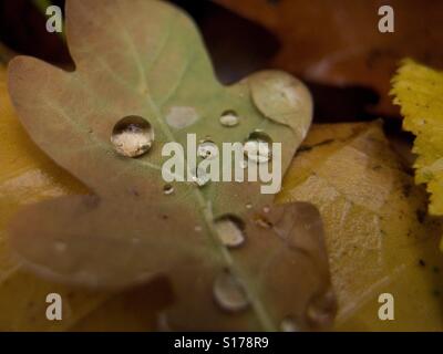 Dew on an oak leaf Stock Photo