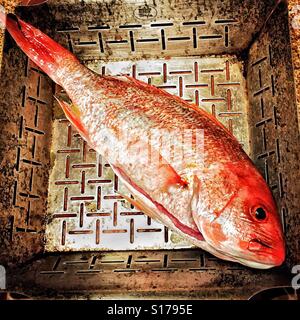 Freshly caught red snapper in the grill pan ready to barbecue. Stock Photo