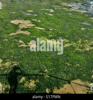 A bed of sea grass found in Chek Jawa, Pulau Ubin island, Singapore Stock Photo