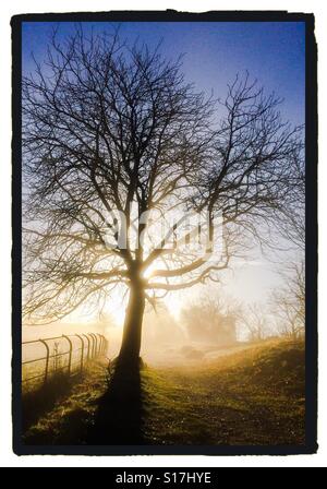 Backlit tree in misty light in winter with sun streaming from behind Stock Photo