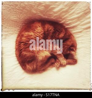 Ginger cat curled up sleeping on a bed Stock Photo