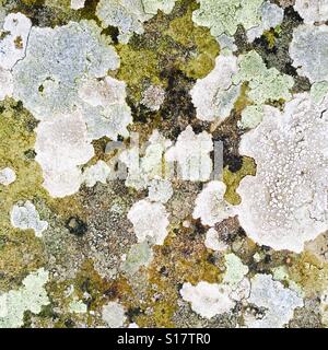 Lichen on an old stone bridge Stock Photo
