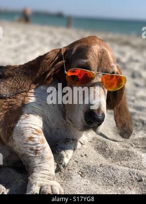Basset Hound on beach Stock Photo