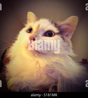 Long haired calico cat Stock Photo