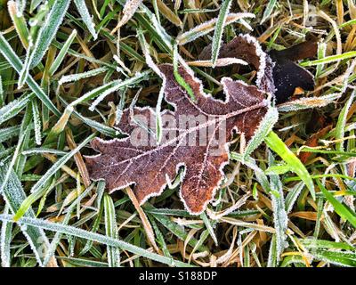 Patterns in Nature - fallen oak leaf on frosty grass in winter Stock Photo