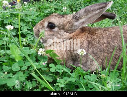 Rabbit hiding in grass Stock Photo