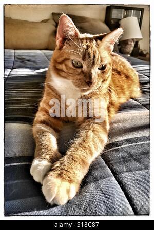 Orange tabby cat with white paws relaxing on the bed Stock Photo