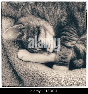 Black and white photo of a sleeping cat on bed. Stock Photo
