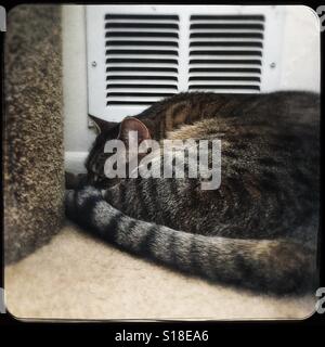 Napping tabby cat keeping warm Stock Photo