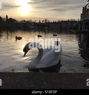 Swans on the Shropshire Union Canal by the Boat Museum in Ellesmere Port, Wirral, North West England. Stock Photo