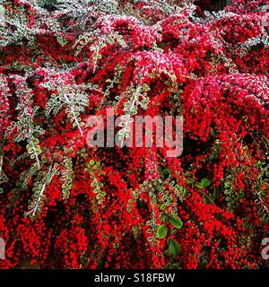 Bright red cotoneaster berries in the first frosts of winter Stock Photo