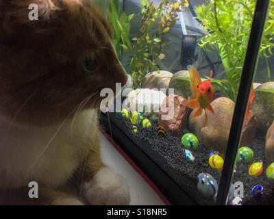 Domestic ginger cat focused on goldfish in a tank Stock Photo