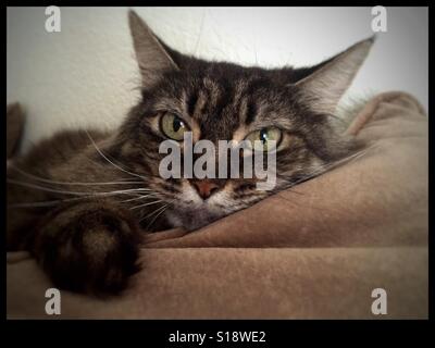 Cat in repose with green gold eyes laying on tan pillow Stock Photo