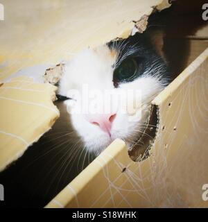 Cat peeping from inside a cardbox Stock Photo