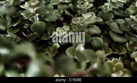 Closeup of tiny green succulent plants in side view. Stock Photo