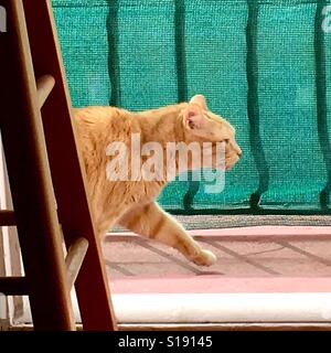 Stalking Orange Tabby Cat Stock Photo - Alamy