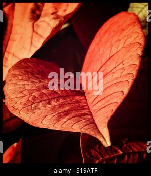 Heart shaped leaf Stock Photo