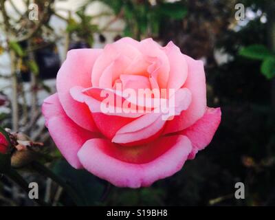 Pink Rose Flower Stock Photo