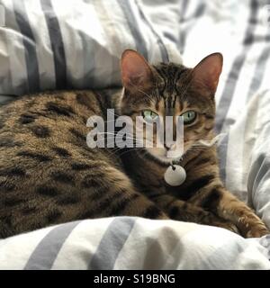 A pedigree Bengal cat relaxing indoors. Stock Photo