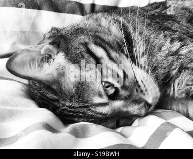 A pedigree Bengal cat relaxing indoors. Stock Photo