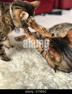 Two pedigree Bengal cats fighting indoors. Stock Photo