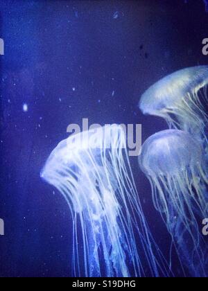 Jellyfish in the blue water Stock Photo