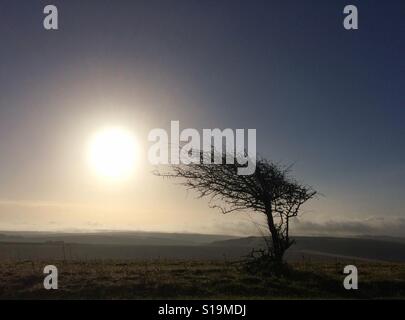 Windswept tree on the South Downs in bright sunlight Stock Photo