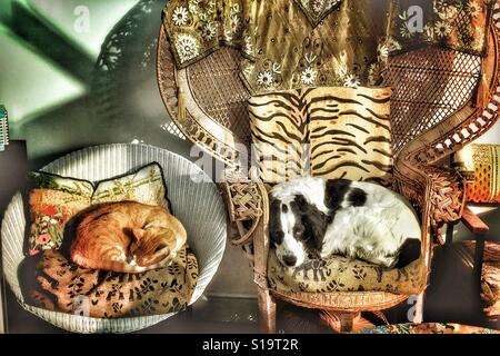 Ginger cat and black and white dog comfortable in afternoon sunlight Stock Photo