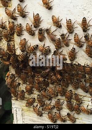Bees swarming around a hive box. Stock Photo