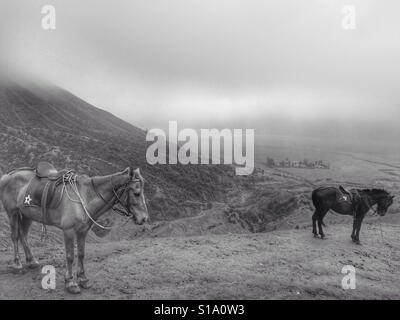Two Horse Around Bromo Mountain in Malang, Indonesia Stock Photo