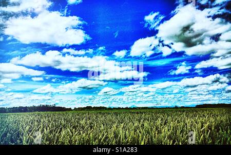 Field of wheat close to harvest and a big, cloud-filled strewn sky in southern Chile, South America Stock Photo
